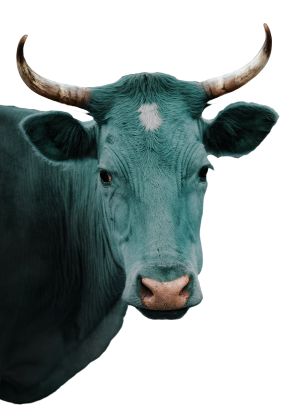 cow-azul
